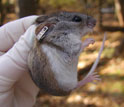 Tagged white-footed mouse