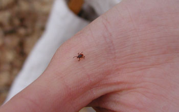 Black-legged ticks shown on a human hand
