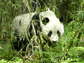 Photo of a panda in a bamboo forest.