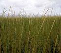 Photo of Spartina grass.