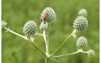 Photo of a plant and insect in the Chicago Wilderness.