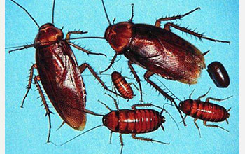 Photo showing cockroaches.