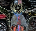 "A DaVinci Blackboard Lesson in Multi-Conceptual Anatomy"