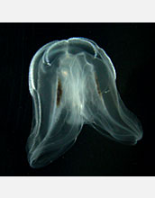 Photo of a comb jelly