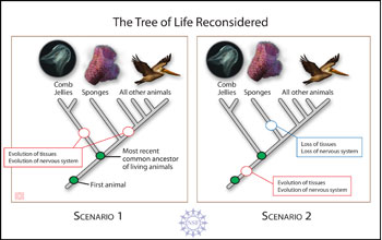 Two possible scenarios of how complex comb jellies may have evolved before simplier sponges