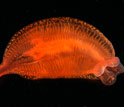 Photo of a comb jelly