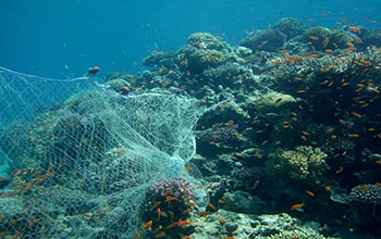 a fish net at the bottom of the sea catching orange fish