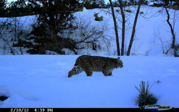 Photo of a bobcat making its way through snow in Colorado.