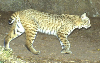 Close-up photo or a bobcat on the move.