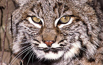 Photo of a bobcat face.