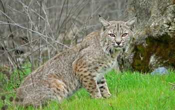 Photo of a bobcat in the wild.