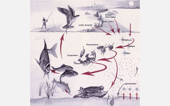 Illustration showing the role of copepods in the food web of an estuary.
