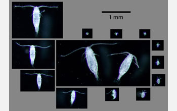 Images showing 13 developmental stages of copepod Acartia tonsa from egg through adult.