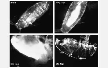 Images of copepod Acartia tonsa carcasses at different stages of decomposition.