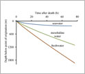 Graph of time after death of copepod versus depth below point of origination as function of salinity