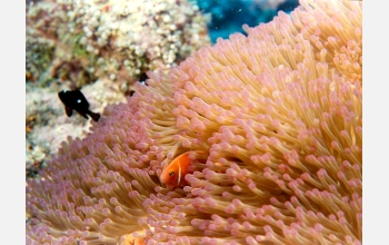 Anemone fish hiding in tentacles of an anemone