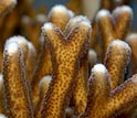 Photo of living corals, which consist of individual animal polyps atop a calcium carbonate skeleton.