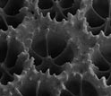 Scanning electron micrograph showing the calcium carbonate matrix of coral.