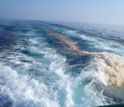 Photo of  oil bubbles in the wake of an oceanographic research vessel.