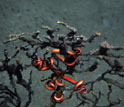 Photo of a dead deep-sea coral with orange branch tips and brittle starfish.