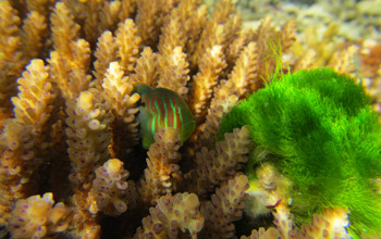 Photo  of a goby fish feeding on algae that would otherwise cover the coral.
