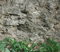 Photo of a fossil coral reef in Barbados which has several extinct species.