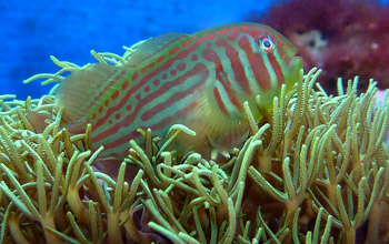 Photo of a goby fish on a coral reef in Fiji.