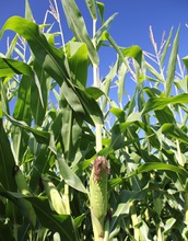 corn in mid-August at the Kellogg Biological Station LTER site.