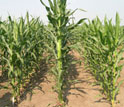 Photo showing maize rows with tall hybrid in center produced by crossing strains on left and right.