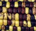 Photo showing kernel colors from produced by mobile pieces of DNA.