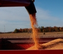 Corn ranks among the world's major grain crops and dominates American agriculture.