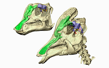 Cat (CT) scan reconstruction of the skull of a juvenile and sub-adult <em>Corythosaurus</em>