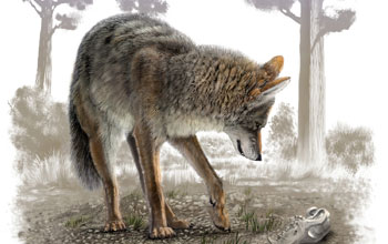 Illustration showing a young modern coyote looking at a fossil coyote skull in California tar pit.