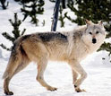 Photo of a modern gray wolf.