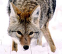 Photo showing a coyote on-the-hunt.