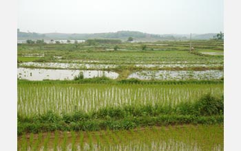 Photo showing healthy rice and lotus crops and a crayfish infested pond in the middle.