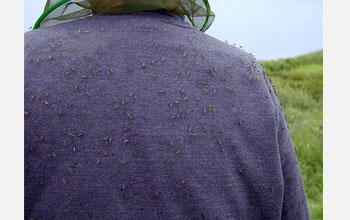 Photo of Peter Siver with numerous mosquitos his my back.