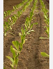 Photo of rows of crops.