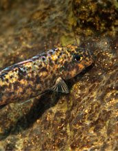 Photo of a female orange blotch morph cichlid fish that almost blends with a rock.