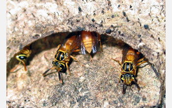 Paper Wasp (<em>Nectarinella championi</em>)
