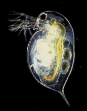 a Daphnia or water flea.