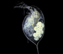 Photo of a Daphnia, or water flea, with a clonal brood of offspring.