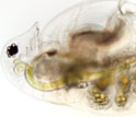 a healthy Daphnia dentifera individual with gold and green embryos on her back.