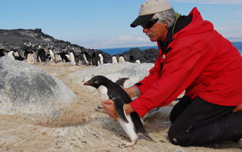 David Ainley holding an Adélie penguin