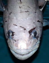 An Antarctic toothfish (<em>Dissostichus mawsoni</em>)