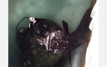 An Antarctic Weddell seal displays its catch: a toothfish