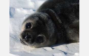 An Antarctic Weddell seal pup rests on the ice