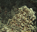 Photo of limpets covering the deep-sea floor near a hydrothermal vent.