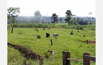 Photo of scattered tree stumps and cattle in the Brazilian Amazon.
