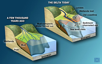 Thick, muddy delta deposit compacts under its own weight, squeezing water out.